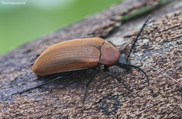 Comb-clawed Darkling Beetle - Pseudocistela ceramboides | Fotografijos autorius : Kazimieras Martinaitis | © Macronature.eu | Macro photography web site