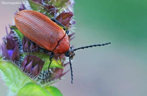 Comb-clawed Darkling Beetle - Pseudocistela ceramboides | Fotografijos autorius : Gintautas Steiblys | © Macronature.eu | Macro photography web site