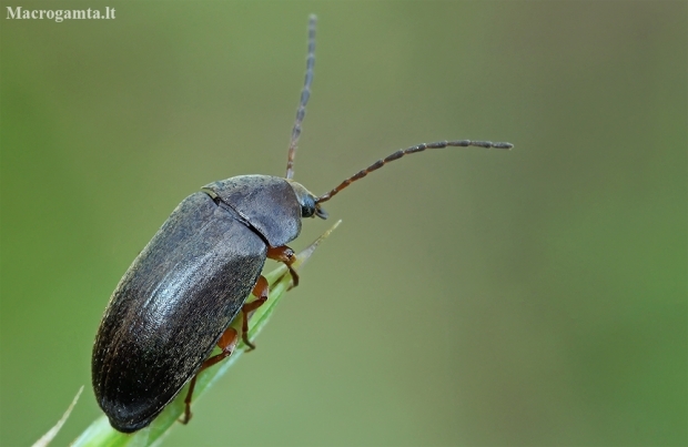 Comb-clawed beetle - Isomira murina | Fotografijos autorius : Gintautas Steiblys | © Macronature.eu | Macro photography web site