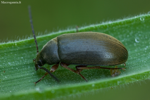 Comb-clawed beetle - Isomira murina | Fotografijos autorius : Žilvinas Pūtys | © Macronature.eu | Macro photography web site
