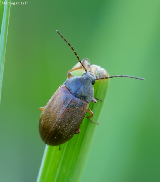 Comb-clawed beetle - Isomira murina | Fotografijos autorius : Romas Ferenca | © Macronature.eu | Macro photography web site