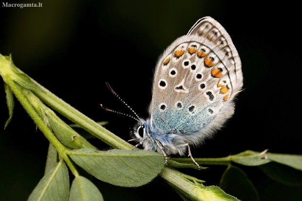 Common Blue - Polyommatus icarus | Fotografijos autorius : Joana Katina | © Macronature.eu | Macro photography web site