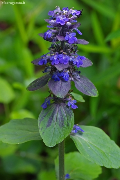 Common Bugle – Ajuga reptans | Fotografijos autorius : Nomeda Vėlavičienė | © Macronature.eu | Macro photography web site