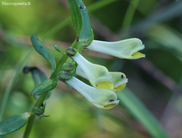 Common Cow-wheat - Melampyrum pratense | Fotografijos autorius : Vytautas Gluoksnis | © Macronature.eu | Macro photography web site