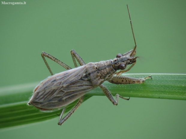 Common Damsel Bug - Nabis rugosus | Fotografijos autorius : Vidas Brazauskas | © Macronature.eu | Macro photography web site