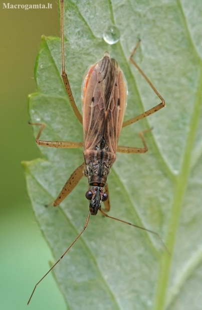 Common Damsel Bug - Nabis rugosus | Fotografijos autorius : Gintautas Steiblys | © Macronature.eu | Macro photography web site