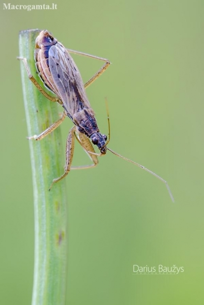 Common Damsel Bug | Fotografijos autorius : Darius Baužys | © Macronature.eu | Macro photography web site