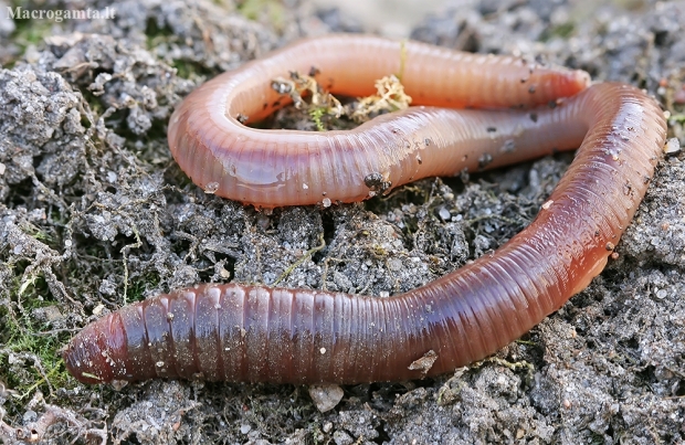 Common Earthworm - Lumbricus terrestris, juv. | Fotografijos autorius : Gintautas Steiblys | © Macronature.eu | Macro photography web site