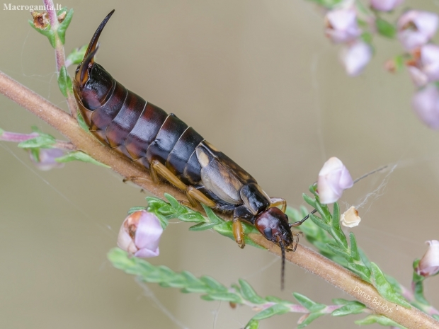 Common Earwig - Forficula auricularia | Fotografijos autorius : Darius Baužys | © Macronature.eu | Macro photography web site