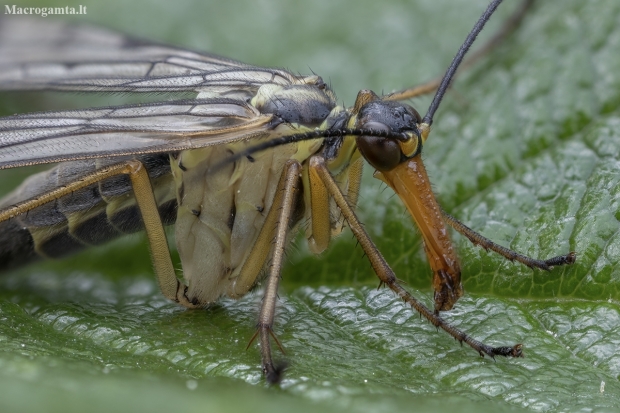 Common Scorpionfly - Panorpa communis ♂ | Fotografijos autorius : Žilvinas Pūtys | © Macronature.eu | Macro photography web site