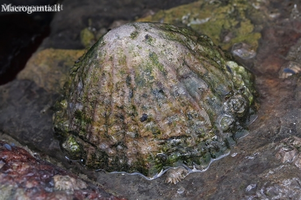 Common European limpet - Patella vulgata | Fotografijos autorius : Gintautas Steiblys | © Macronature.eu | Macro photography web site