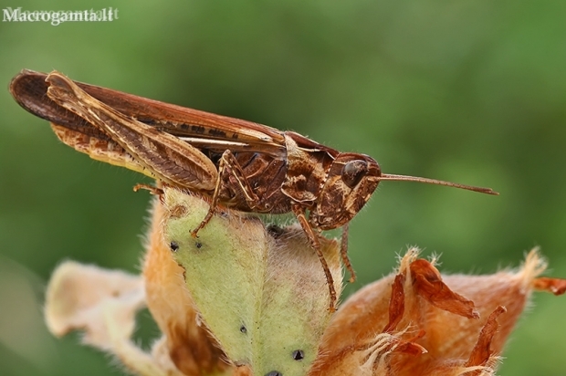 Common Field Grasshopper  - Chorthippus brunneus | Fotografijos autorius : Gintautas Steiblys | © Macronature.eu | Macro photography web site