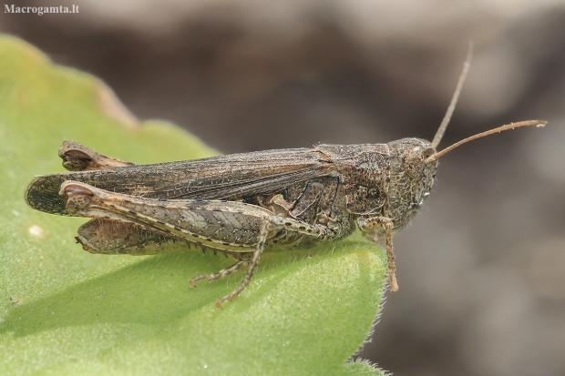 Common Field Grasshopper - Chorthippus brunneus | Fotografijos autorius : Gintautas Steiblys | © Macronature.eu | Macro photography web site