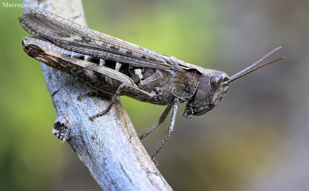 Common Field Grasshopper - Chorthippus brunneus | Fotografijos autorius : Kazimieras Martinaitis | © Macronature.eu | Macro photography web site