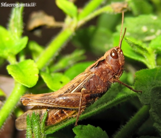 Common Field Grasshopper - Chorthippus brunneus | Fotografijos autorius : Rasa Gražulevičiūtė | © Macronature.eu | Macro photography web site