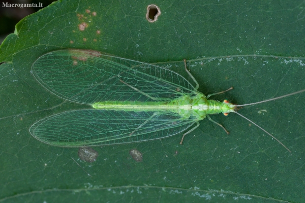 Common Green Lacewing - Chrysoperla carnea ♀ | Fotografijos autorius : Žilvinas Pūtys | © Macronature.eu | Macro photography web site