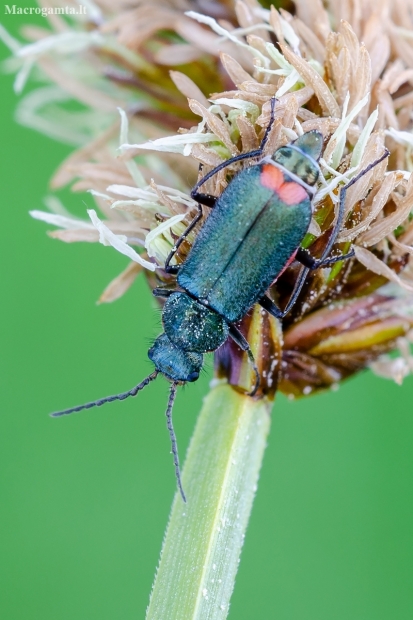 Common Malachite-beetle | Malachius bipustulatus | Fotografijos autorius : Darius Baužys | © Macronature.eu | Macro photography web site