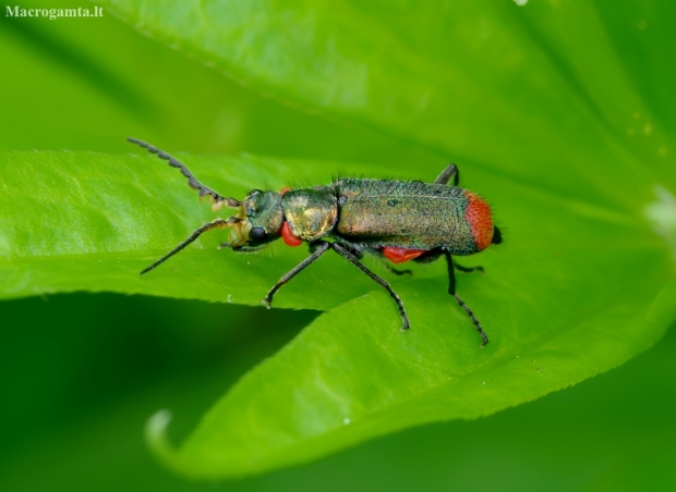 Common Malachite-beetle - Malachius bipustulatus ♂ | Fotografijos autorius : Romas Ferenca | © Macronature.eu | Macro photography web site