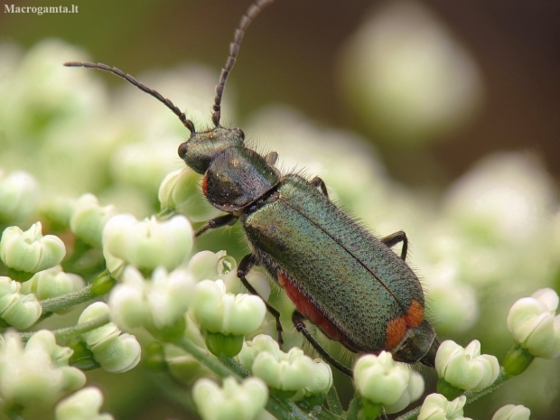 Common Malachite-beetle - Malachius bipustulatus | Fotografijos autorius : Vidas Brazauskas | © Macronature.eu | Macro photography web site