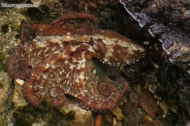 Paprastasis aštuonkojis - Octopus vulgaris | Fotografijos autorius : Gintautas Steiblys | © Macrogamta.lt | Šis tinklapis priklauso bendruomenei kuri domisi makro fotografija ir fotografuoja gyvąjį makro pasaulį.
