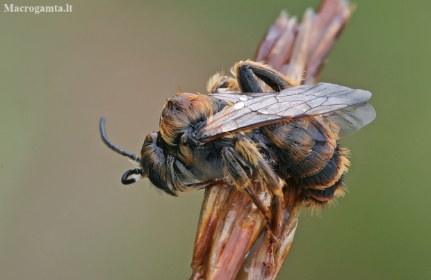 Common Pantaloon Bee - Dasypoda hirtipes ♂ | Fotografijos autorius : Gintautas Steiblys | © Macronature.eu | Macro photography web site