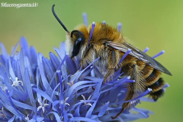 Common Pantaloon Bee - Dasypoda hirtipes | Fotografijos autorius : Gintautas Steiblys | © Macronature.eu | Macro photography web site