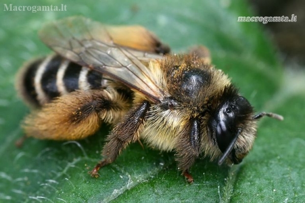 Paprastoji gauruotakojė bitė - Dasypoda hirtipes | Fotografijos autorius : Gintautas Steiblys | © Macronature.eu | Macro photography web site