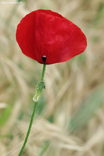 Common Poppy - Papaver rhoeas | Fotografijos autorius : Gintautas Steiblys | © Macronature.eu | Macro photography web site