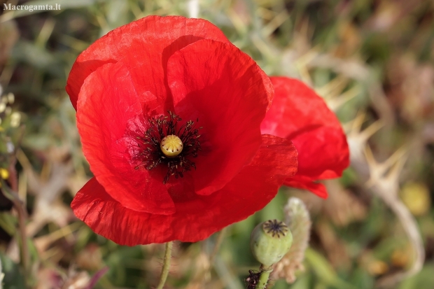 Common Poppy - Papaver rhoeas | Fotografijos autorius : Gintautas Steiblys | © Macronature.eu | Macro photography web site