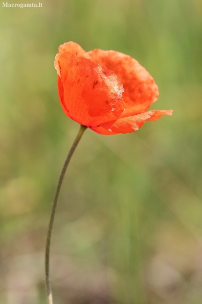 Common Poppy - Papaver rhoeas | Fotografijos autorius : Gintautas Steiblys | © Macronature.eu | Macro photography web site