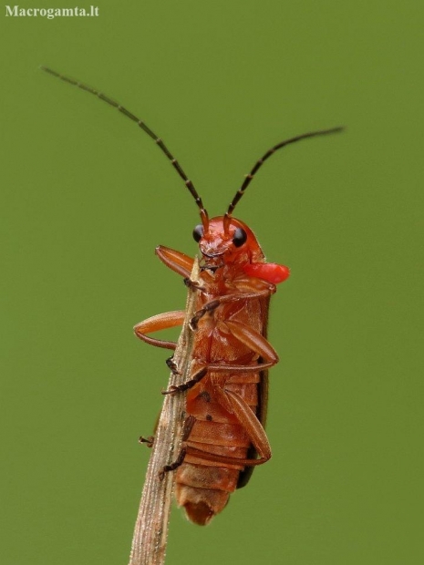 Skėtinis minkštavabalis - Rhagonycha fulva su erke | Fotografijos autorius : Vidas Brazauskas | © Macronature.eu | Macro photography web site