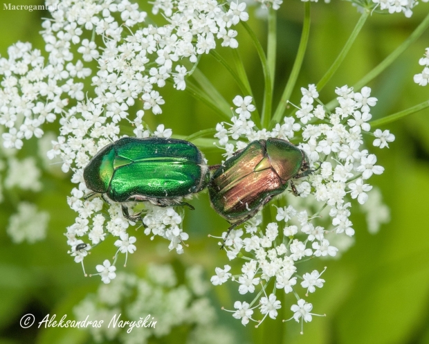 Paprastasis auksavabalis (Cetonia aurata) | Fotografijos autorius : Aleksandras Naryškin | © Macronature.eu | Macro photography web site