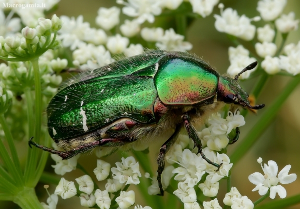 Common Rose Chafer - Cetonia aurata | Fotografijos autorius : Romas Ferenca | © Macronature.eu | Macro photography web site