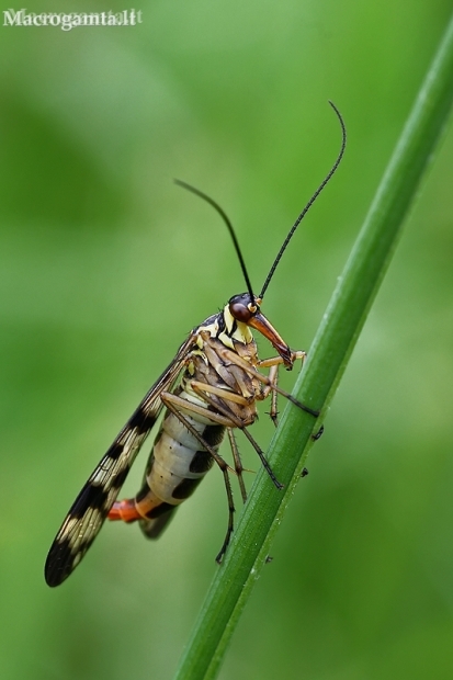 Paprastoji skorpionmusė - Panorpa communis  | Fotografijos autorius : Gintautas Steiblys | © Macronature.eu | Macro photography web site