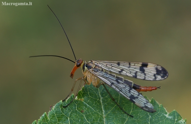 Paprastoji skorpionmusė - Panorpa communis | Fotografijos autorius : Gintautas Steiblys | © Macronature.eu | Macro photography web site