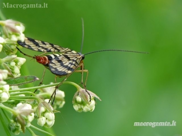 Common Scorpionfly - Panorpa communis | Fotografijos autorius : Darius Baužys | © Macronature.eu | Macro photography web site