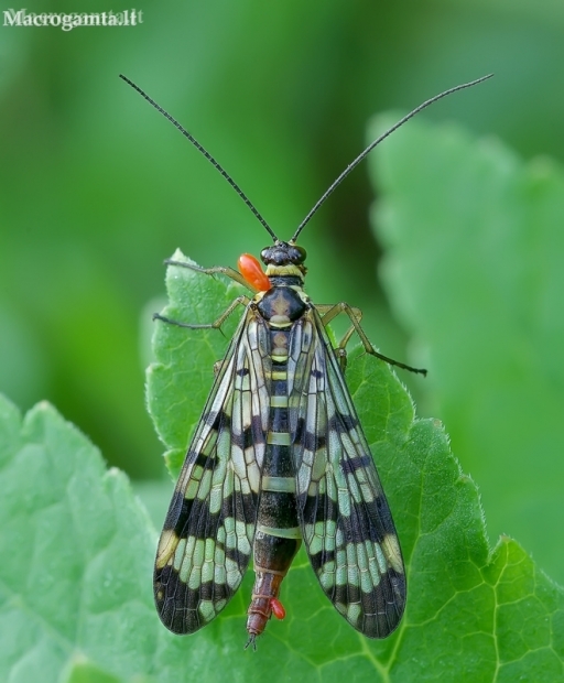 Common Scorpionfly - Panorpa communis | Fotografijos autorius : Romas Ferenca | © Macronature.eu | Macro photography web site
