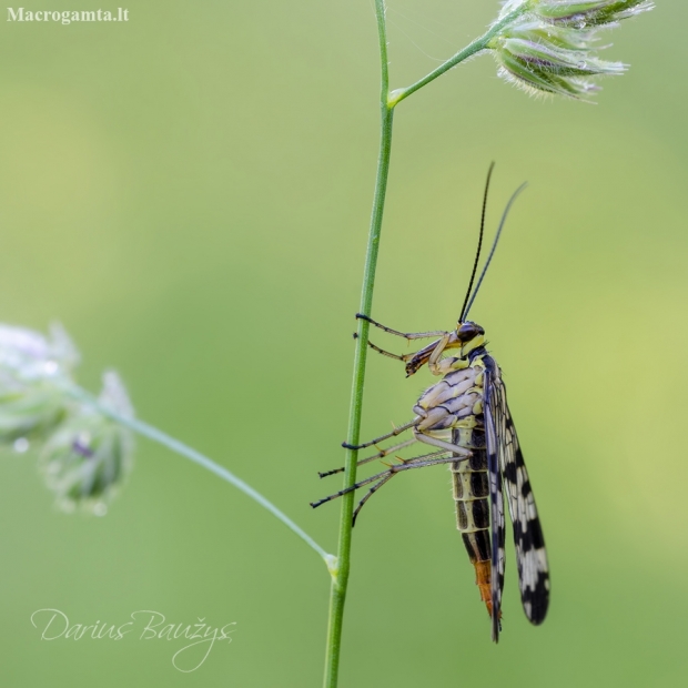 Paprastoji skorpionmusė | Fotografijos autorius : Darius Baužys | © Macronature.eu | Macro photography web site