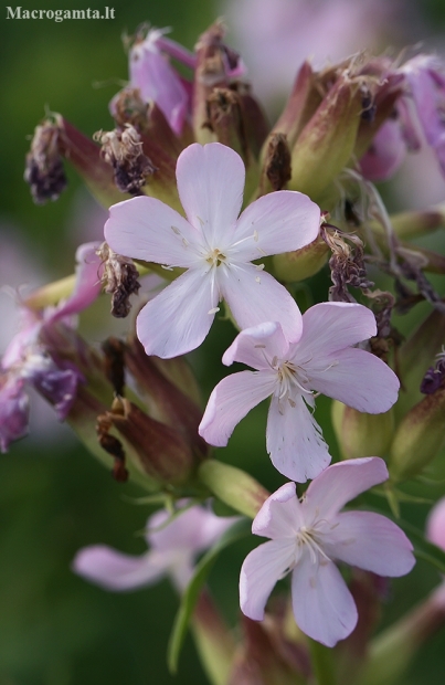 Common Soapwort - Saponaria officinalis | Fotografijos autorius : Gintautas Steiblys | © Macronature.eu | Macro photography web site