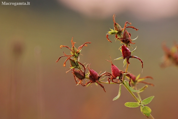 Common St. John's Wort - Hypericum perforatum | Fotografijos autorius : Agnė Našlėnienė | © Macronature.eu | Macro photography web site