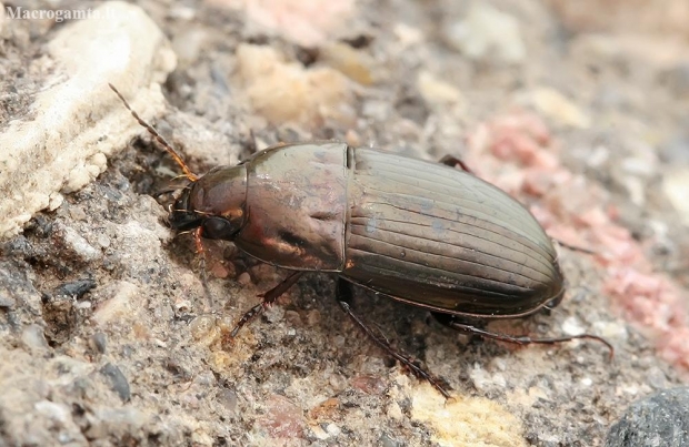 Common Sun Beetle - Amara aenea | Fotografijos autorius : Gintautas Steiblys | © Macronature.eu | Macro photography web site