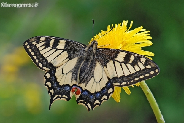 Machaonas - Papilio machaon  | Fotografijos autorius : Arūnas Eismantas | © Macronature.eu | Macro photography web site