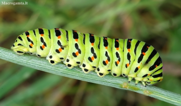 Common Swallowtail - Papilio machaon, caterpillar | Fotografijos autorius : Romas Ferenca | © Macronature.eu | Macro photography web site