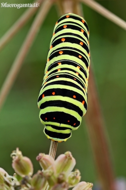 Common Swallowtail - Papilio machaon, caterpillar | Fotografijos autorius : Gintautas Steiblys | © Macronature.eu | Macro photography web site
