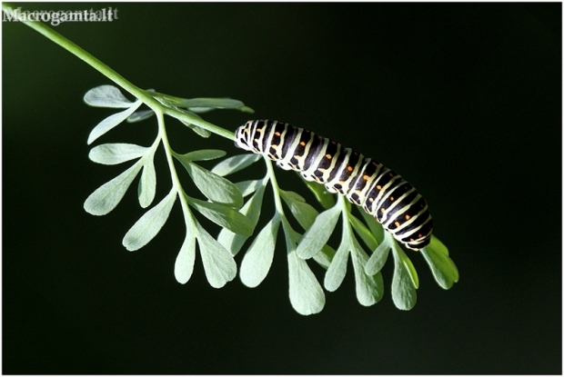 Machaonas (Vyčiadrugis) - Papilio machaon, vikšras | Fotografijos autorius : Valdimantas Grigonis | © Macronature.eu | Macro photography web site
