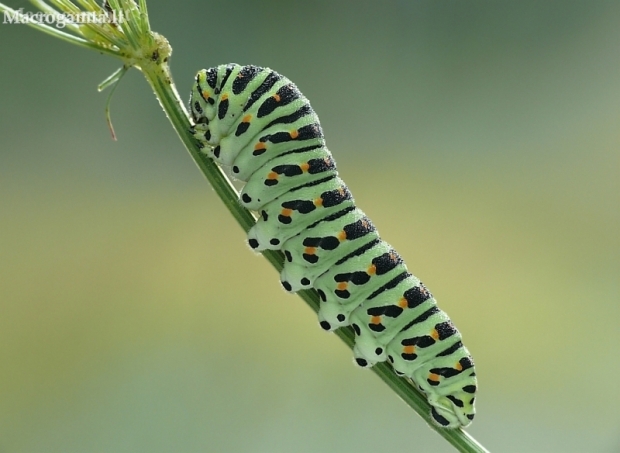 Machaonas (Vyčiadrugis) - Papilio machaon, vikšras | Fotografijos autorius : Aivaras Markauskas | © Macronature.eu | Macro photography web site