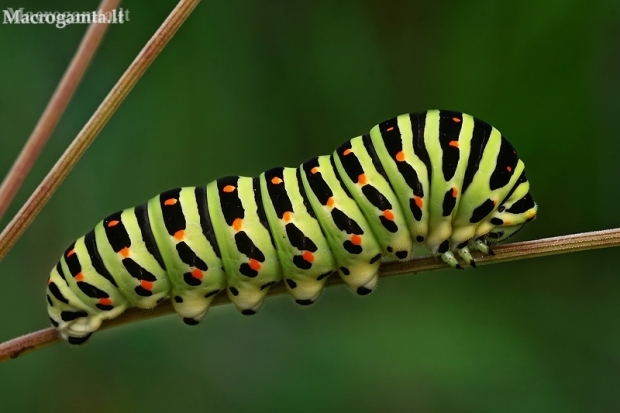 Machaonas - Papilio machaon, vikšras | Fotografijos autorius : Gintautas Steiblys | © Macronature.eu | Macro photography web site