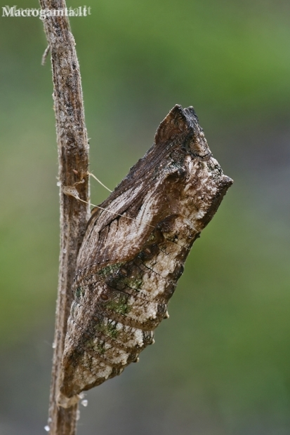 Machaonas - Papilio machaon, lėliukė | Fotografijos autorius : Gintautas Steiblys | © Macronature.eu | Macro photography web site