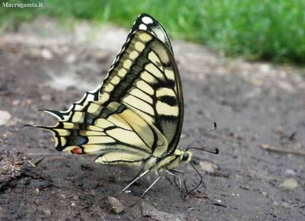Common Swallowtail - Papilio machaon | Fotografijos autorius : Agnė Kulpytė | © Macronature.eu | Macro photography web site