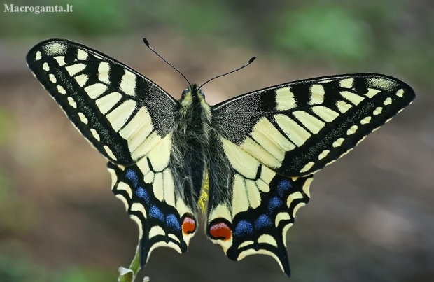 Common Swallowtail - Papilio machaon | Fotografijos autorius : Gintautas Steiblys | © Macrogamta.lt | Šis tinklapis priklauso bendruomenei kuri domisi makro fotografija ir fotografuoja gyvąjį makro pasaulį.